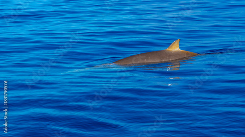 Common Bottllenose Dolphin, Tursiops truncatus, Whale Sighting, Madeira, Portugal