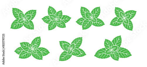 Peppermint Leaves. A Set of Fresh Mint Leaves. Medicinal Flora and Spicy Herbs. Black and White Vector Illustration
