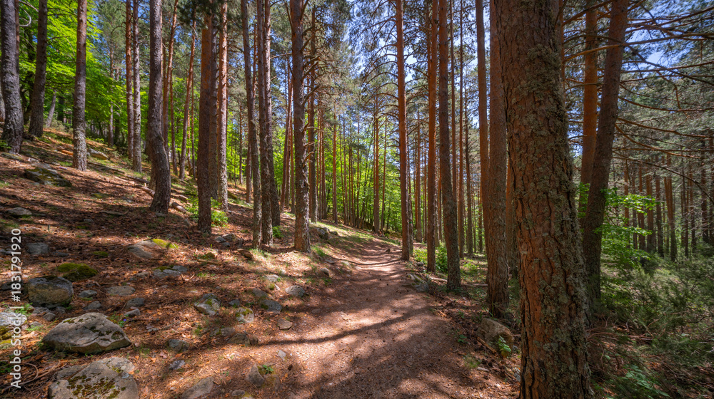 Obraz premium Mixed Forest at Laguna Negra y Circos Glaciares de Urbión Natural Park, Protected Area, Picos de Urbión, Soria, Castilla Y León, Spain, Europe