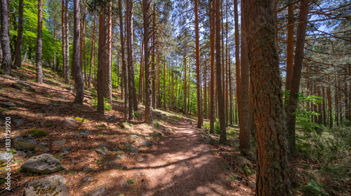 Mixed Forest at Laguna Negra y Circos Glaciares de Urbión Natural Park, Protected Area, Picos de Urbión, Soria, Castilla Y León, Spain, Europe