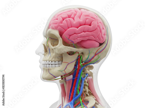 Human head anatomy with brain isolated PNG, medical diagram showing skull, muscles, veins and arteries on transparent background