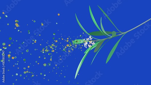 3D animation of an olive tree branch with blossoms, releasing pollen into the air that will trigger allergies. Flat color style on a blue background.