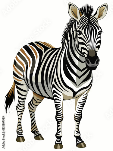 zebra real, full body , white background	