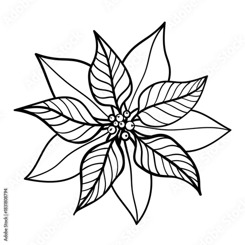 Beautiful poinsettia flower, black and white vector illustration.