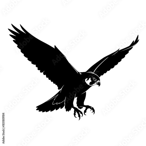 eagle on white background