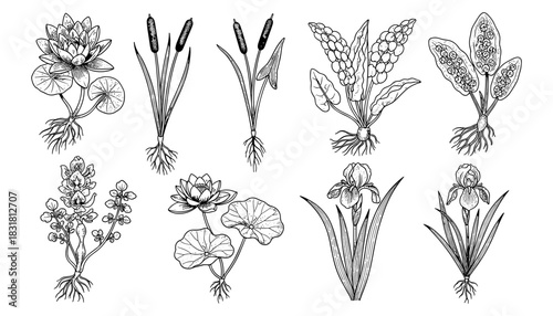 Elegant black and white botanical ink drawings of water plants