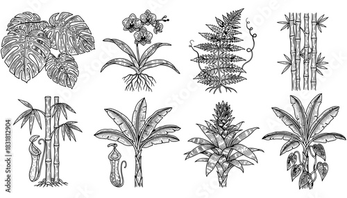 Hand drawn tropical plants with intricate details and unique floral designs