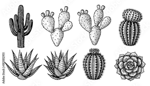 Hand drawn cactus and succulent collection in black and white ink art style