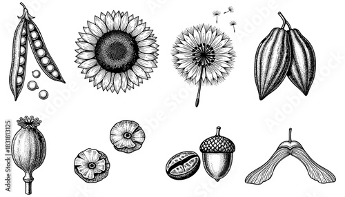 Intricate botanical seed pods and flowers in detailed vintage ink style