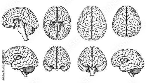 Detailed anatomical brain diagrams in hand drawn style