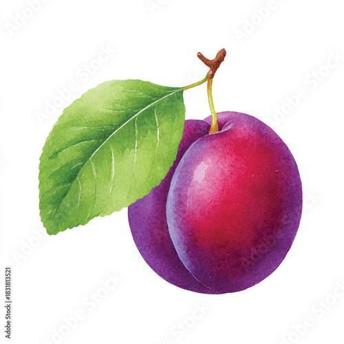 Fresh Watercolor Plum Illustration with Green Leaf. Ripe Purple Fruit.