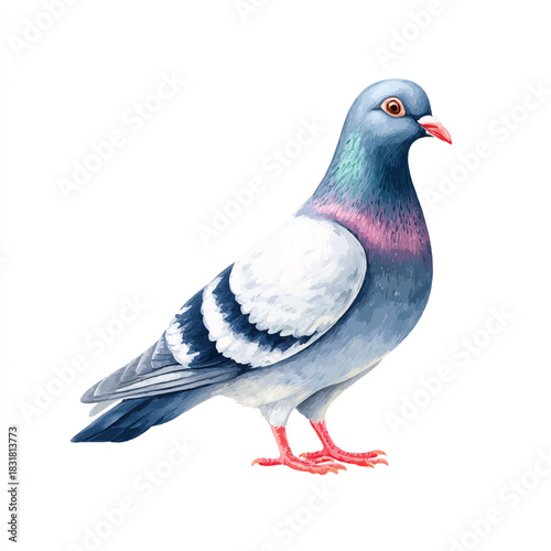 Pigeon Bird Watercolor Illustration Isolated