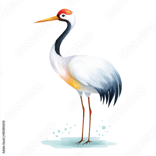 Elegant Red-crowned Crane Watercolor Illustration
