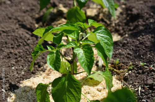 Young Pepper Plant Growing in a Garden Bed with Mulch in sunny day