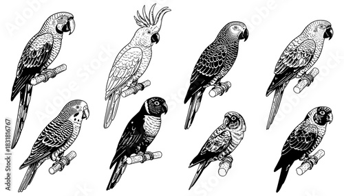 Detailed black and white parrots illustration with various bird species in artistic style