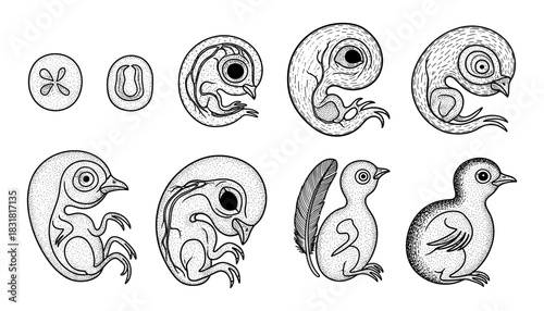Detailed stages of bird embryo growth in vintage etching style