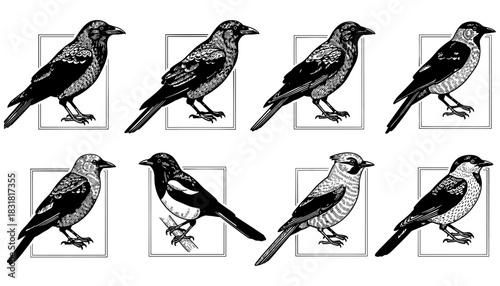 Detailed black and white bird designs set in ornate frames