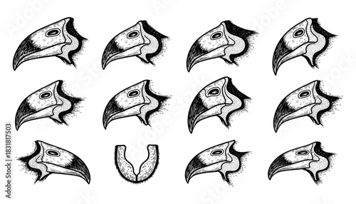 Detailed bird beaks collection: hand-drawn ink style featuring various avian species