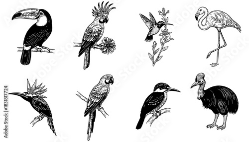 Exotic bird collection: detailed hand-drawn monochrome illustrations of tropical birds