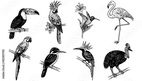 Elegant bird collection in detailed black and white sketches, featuring exotic avian species on branches