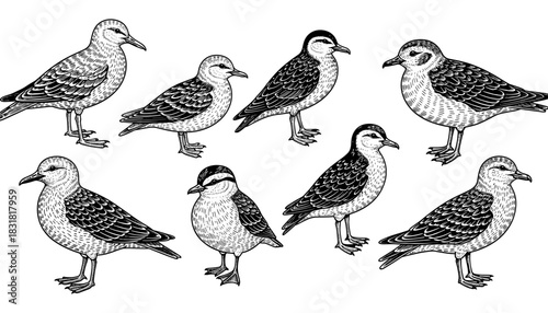 Intricate hand drawn birds collection on white background