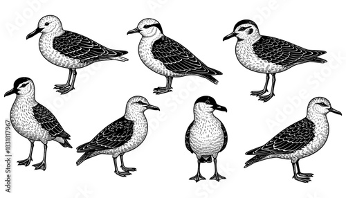 Detailed sketch of six sea birds with intricate feathers on white background