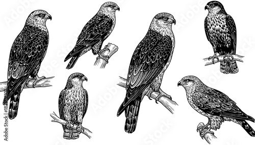 Detailed black and white drawings of eagles perched on branches