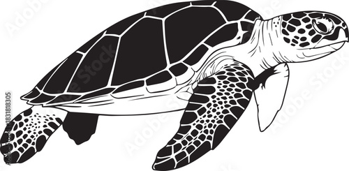 Sea turtle vector illustration black and white marine life graphics
