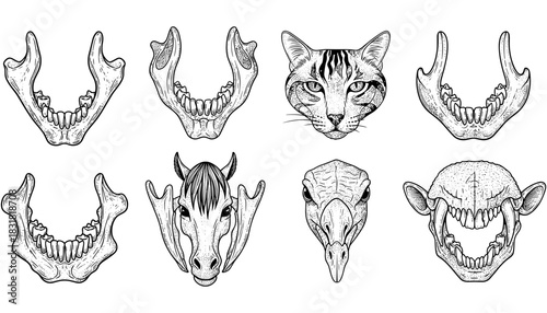 Animal skull and face drawings in detailed black and white ink art