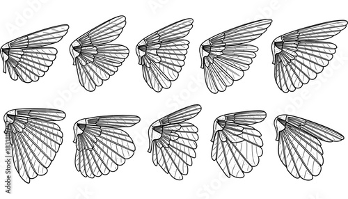 Detailed collection of insect wing designs in black and white line art
