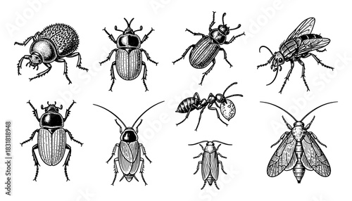 Intricate insect collection: detailed black and white vintage design