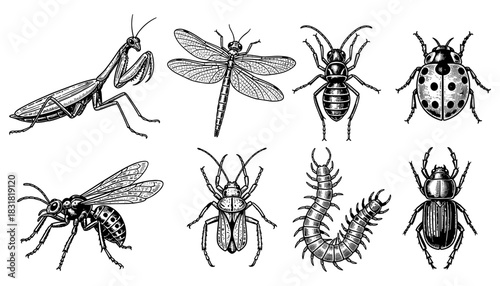 Intricate black and white insect illustrations featuring diverse species