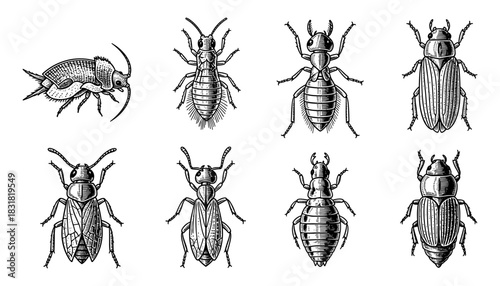 Detailed collection of vintage insect engravings with black and white line art