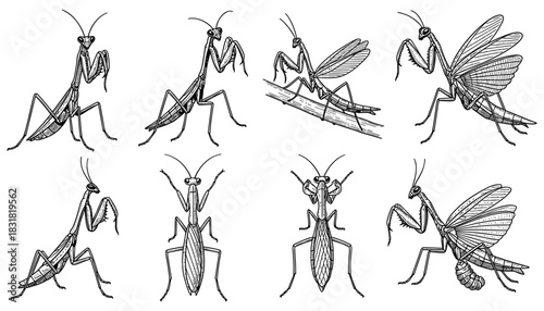 Intricate ink art of praying mantis: detailed insect collection in black and white