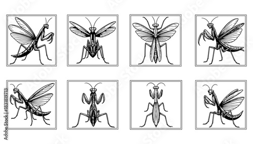 Intricate insect collection: eight detailed praying mantis line drawings in symmetrical square frames