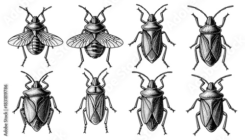 Detailed engraving of insects: 8 black and white specimens