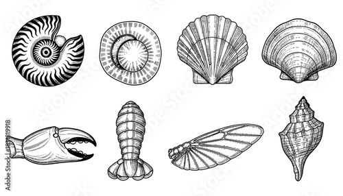 Intricate hand drawn seashell collection in monochrome style