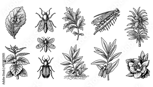Intricate black and white botanical and insect engravings