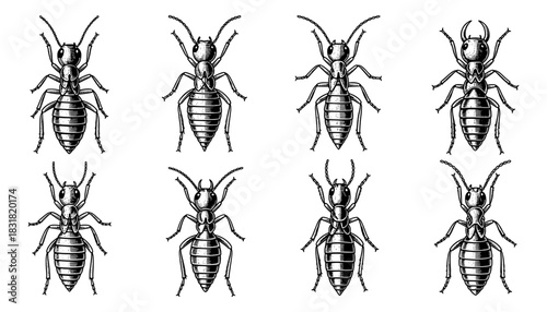 Intricate black and white line art illustrations of ants and termites