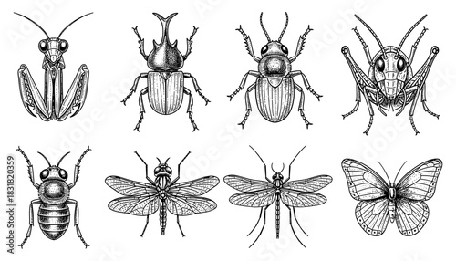 Intricate insect collection featuring beetles, dragonflies, and butterflies in detailed line art style