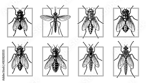 Detailed insect collection featuring various flies in monochrome