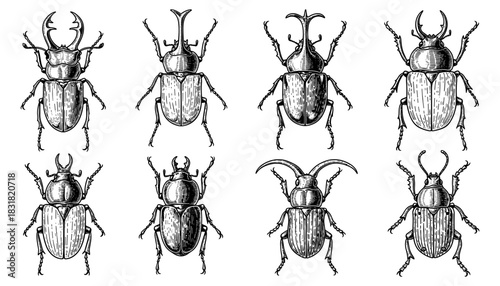 Intricate beetle collection: detailed hand-drawn insects and entomology art