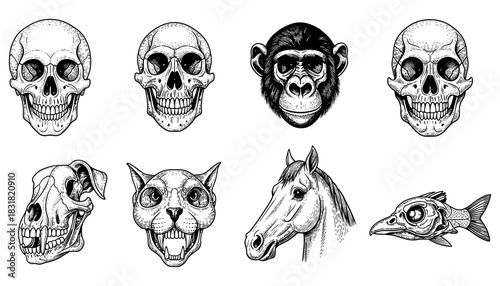 Detailed black and white animal and human skulls with vintage style