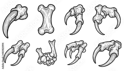 Detailed sketch of animal claws and bones set against white background