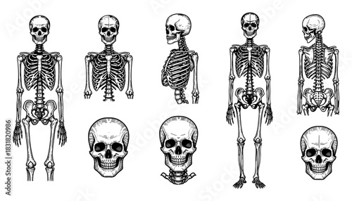 Detailed human skeleton anatomy set with skulls and bones in vintage engraving style