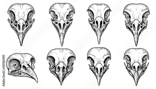 Detailed black and white bird skull collection with ornate line art designs