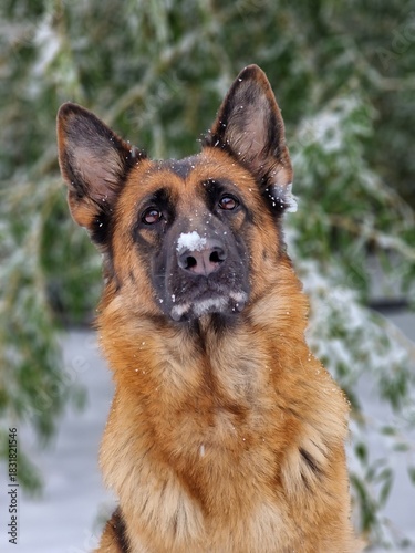 Front portrait of a German shepherd with snow on nose and snowy bamboo background