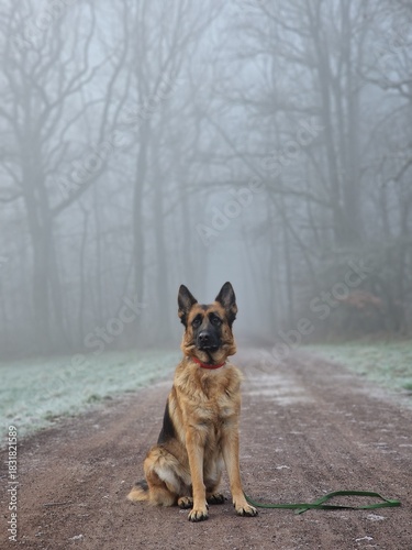 German shepherd sitting in foggy forest looking slightly away from camera