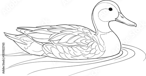 Swimming Duck or Mallard Bird on Water Outline Line Art Vector Illustration, Hand Drawn Sketch Style Black and White Graphic Design, Wildfowl Poultry Animal Drawing