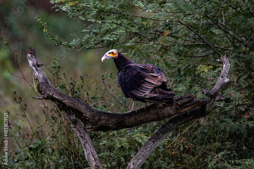 Jote real posando en un arbol con vegetacion de fondo, Esteros del ibera, corrientes,argentina